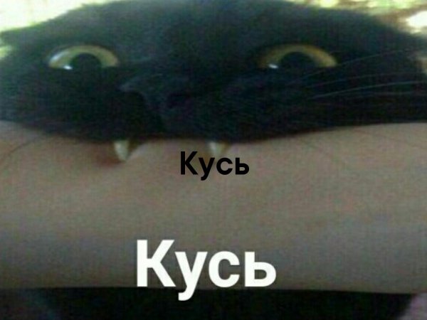 Кусь Мем