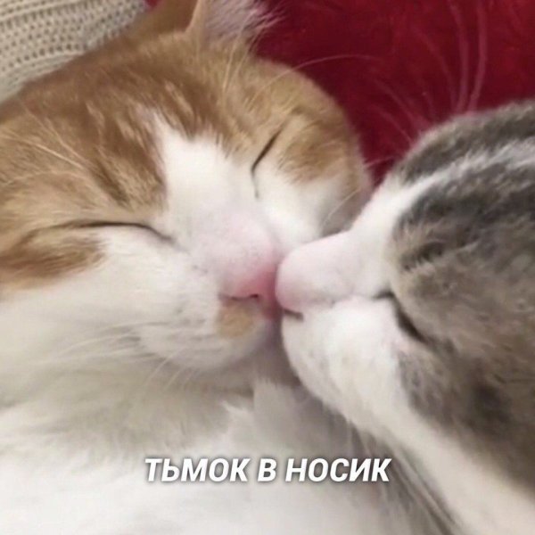 Котики обнимаются