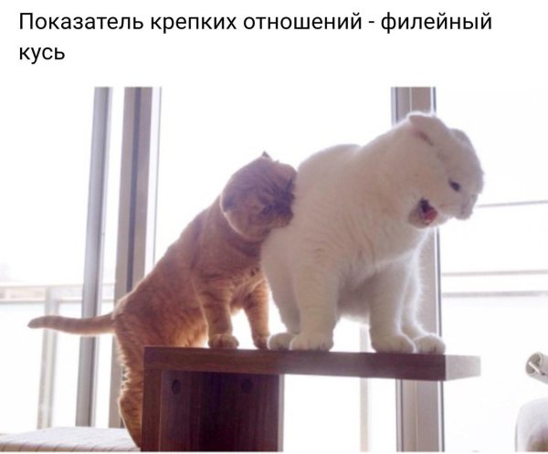 Кусь прикол