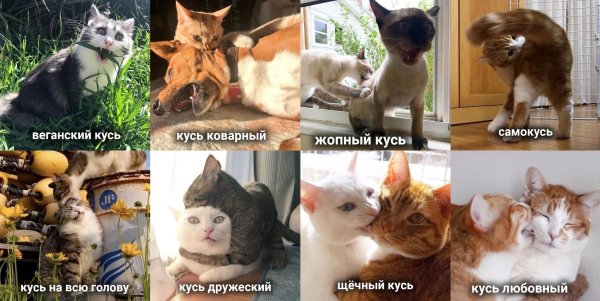 Щечный Кусь