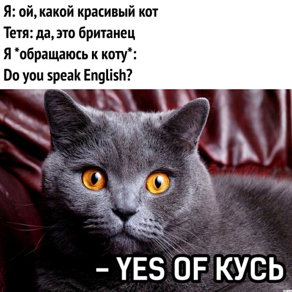 Мемы с котиками