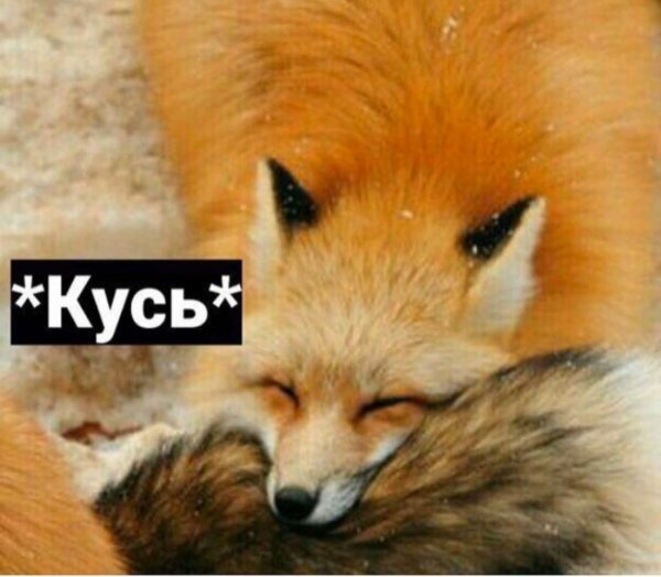 Милые пикчи лисы