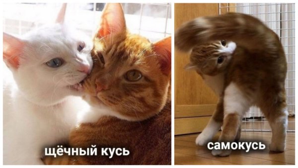 Кошка Кусь