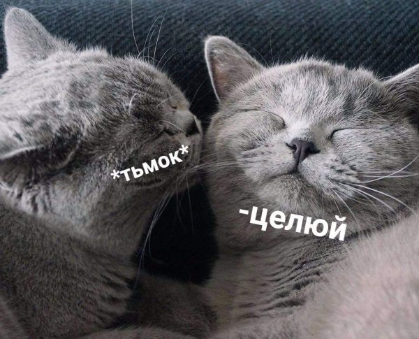 Котики с надписью тьмок