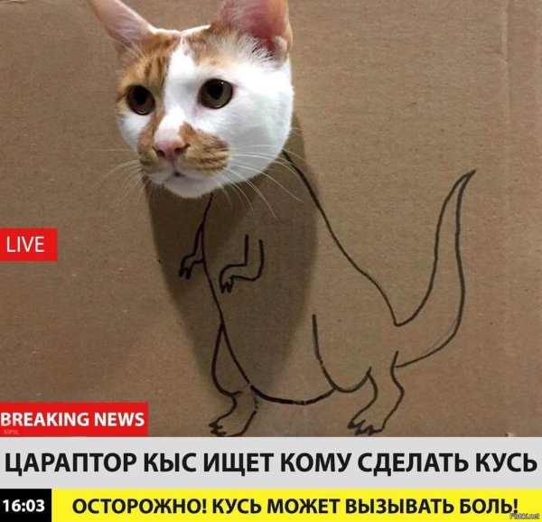 Цараптор Кусь