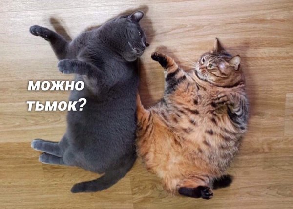 Милые котики тьмок