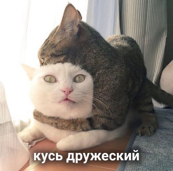 Дружеский Кусь