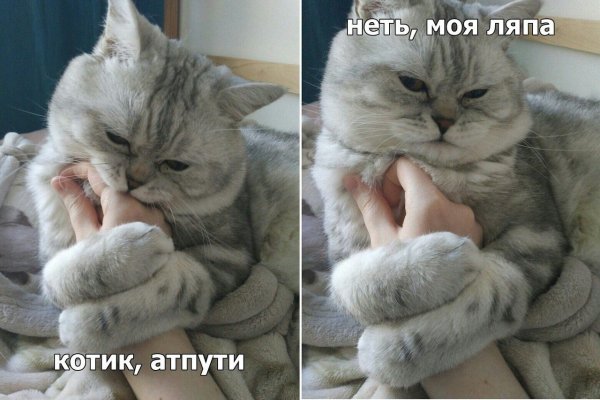 Неть кот