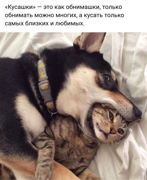 Укушу прикол