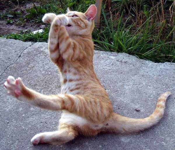 Смешной кот Мурзик