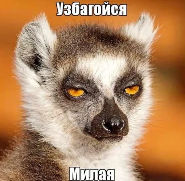 Лемур узбагойся Мем