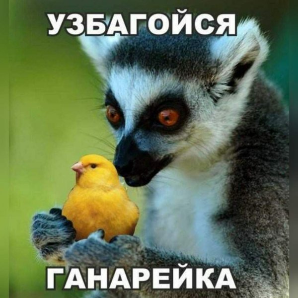 Лемур узбагойся