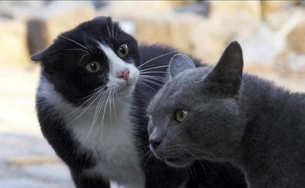 Коты лучше людей
