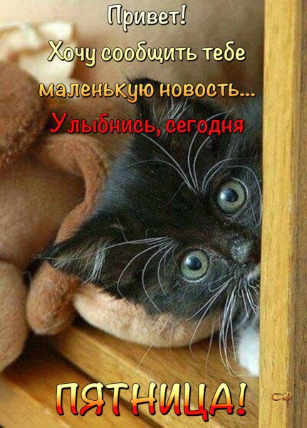 Котенок выглядывает