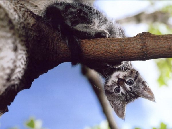 Кот на дереве вниз головой