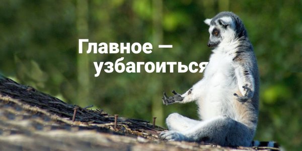 Спокойствие животные