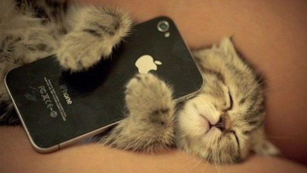 Котенок с телефоном