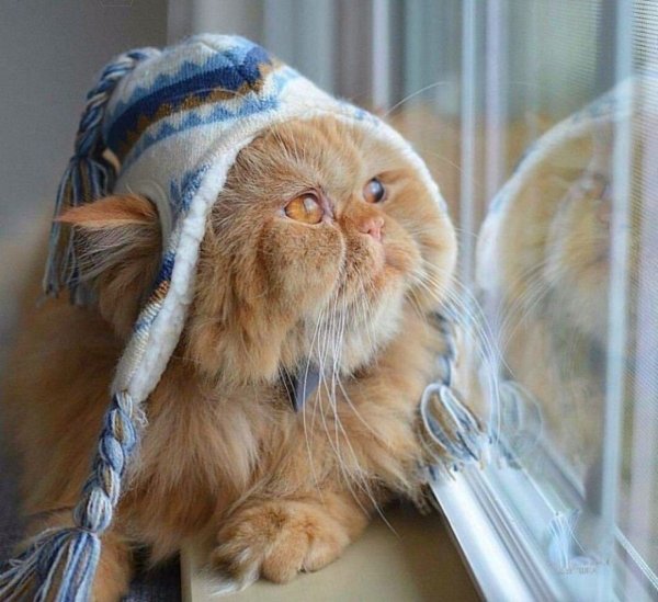 Рыжий кот в шапке