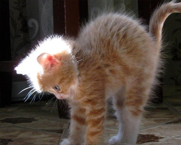 Котята с надписями
