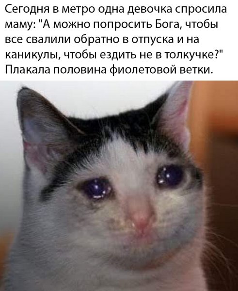 Котик со слезами