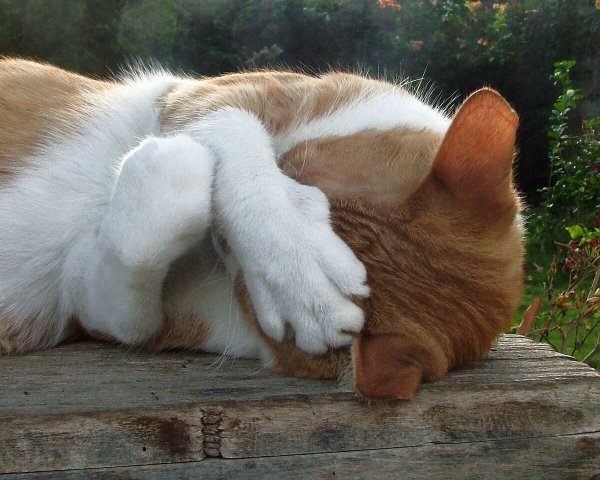 Котик закрывается лапками