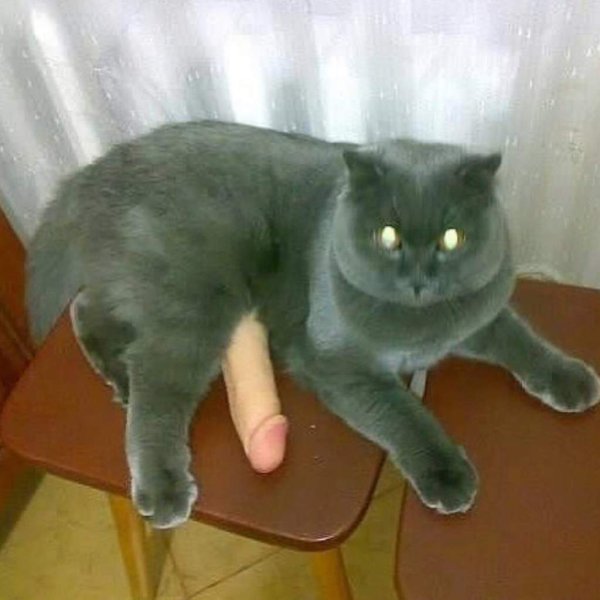 Шутки кончились кот