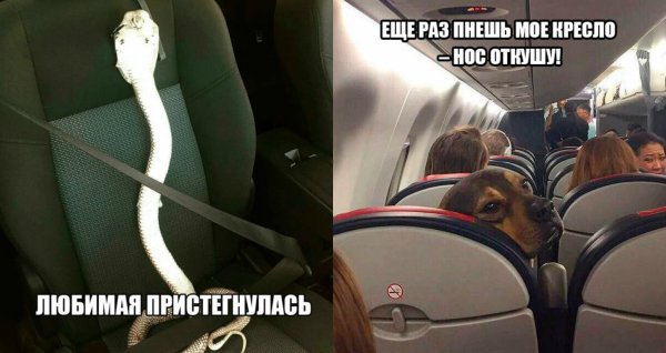 Змея пристегнулась