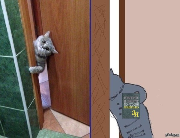Кот ломится в дверь