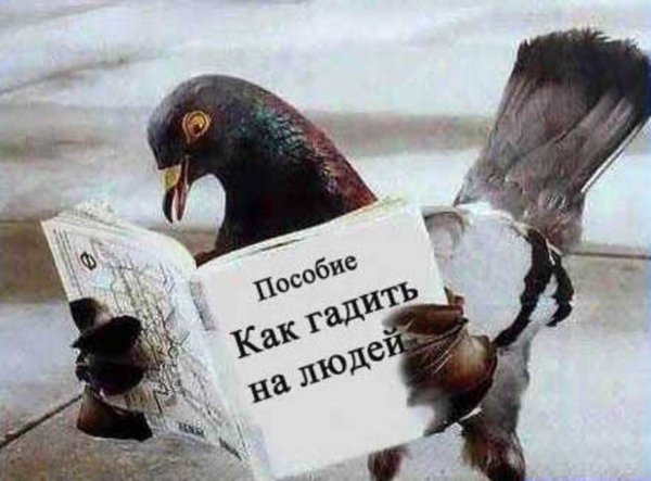 Птица гадит