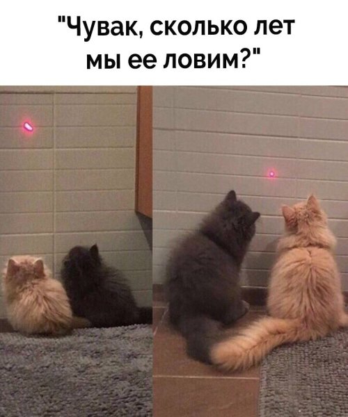 Шутки про собак