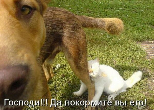 Прикольные коты с надписями