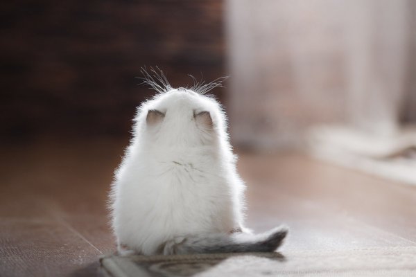 Обиженный котенок