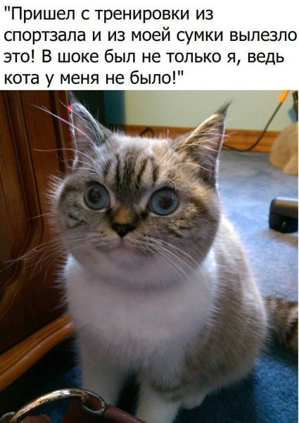 Мемы с котиками