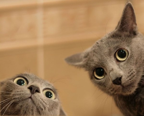 Удивленный кот