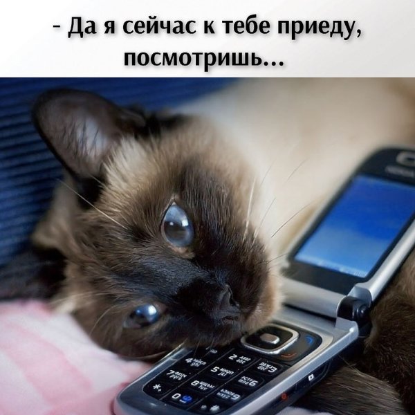 Кошка с мобильником