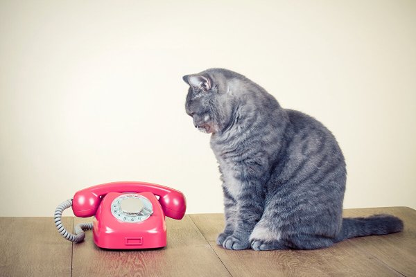 Котенок с телефоном
