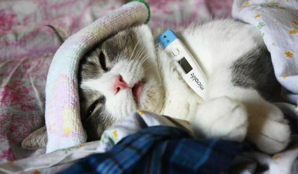 Кот болеет