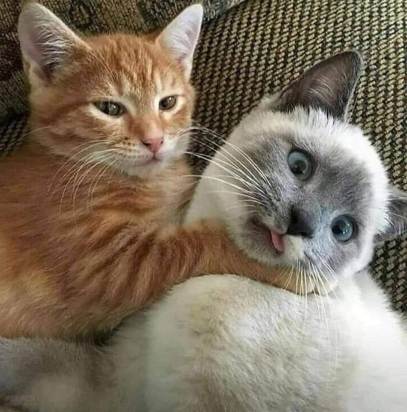 Котики обнимаются