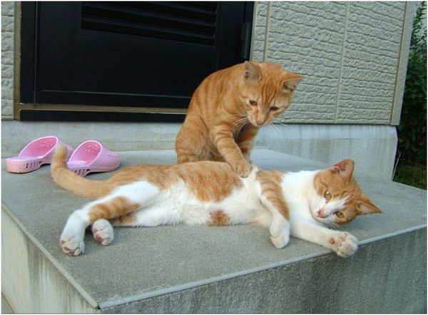 Коты и массаж приколы
