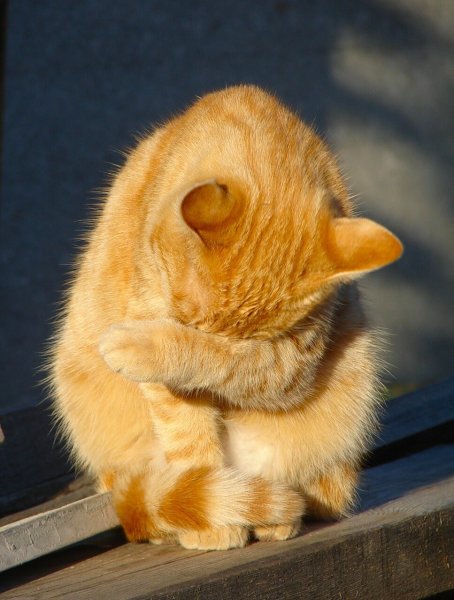 Грустный рыжий котик