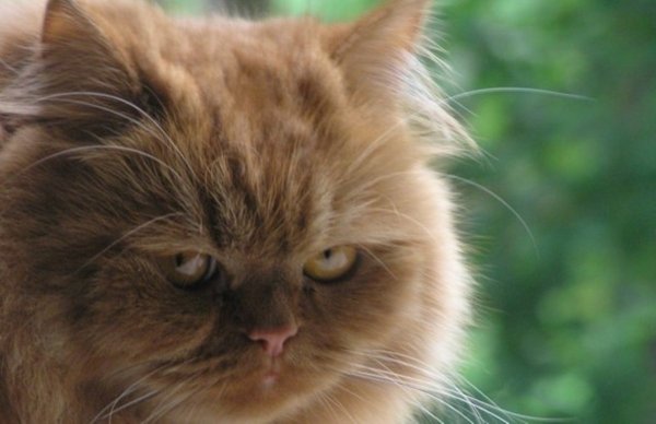 Вредный кот