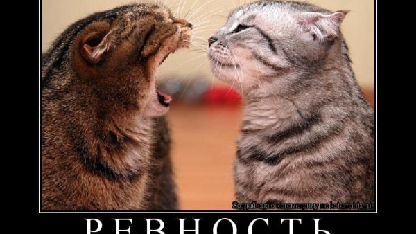 Я мужу никогда не прекословлю