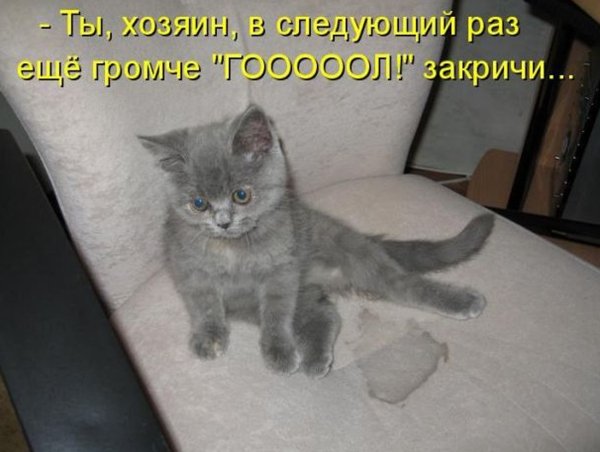 Котята приколы с надписями