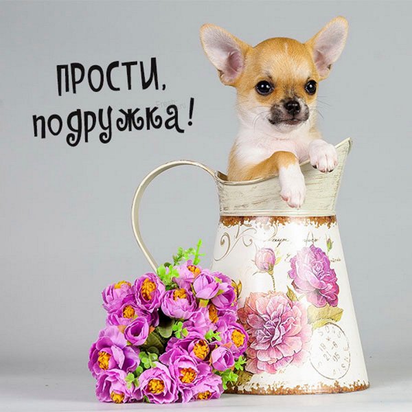 Кокер спаниель миленькие