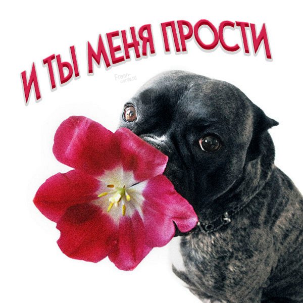Прости картинки с надписью