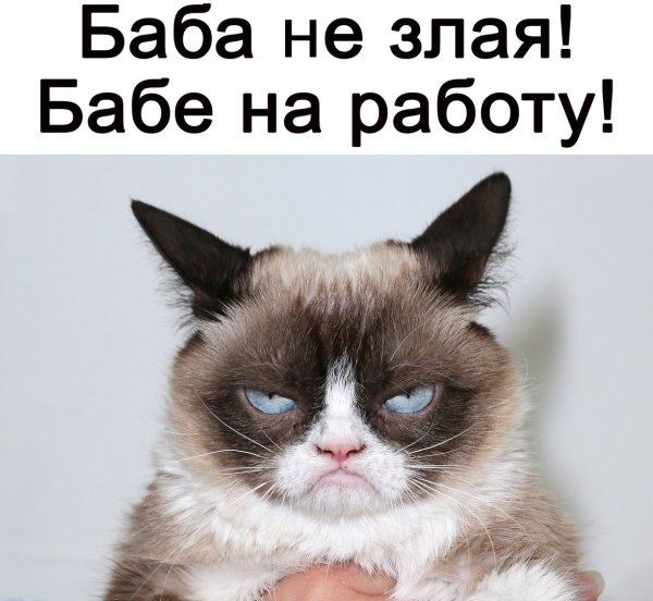 Сердитый кот мемы