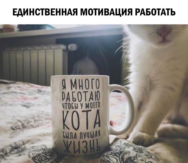 Я много работаю чтобы у моего кота была лучшая жизнь Кружка
