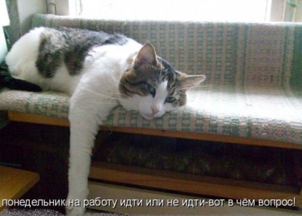 Котики смешные завтра на работу