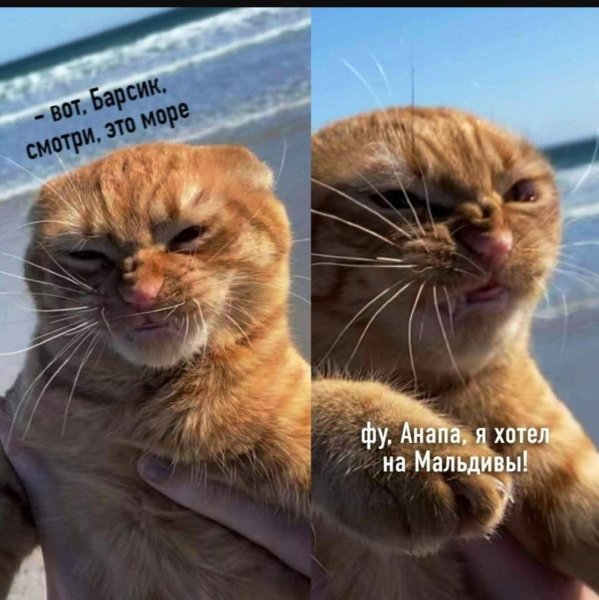 Рыжий кот фу море