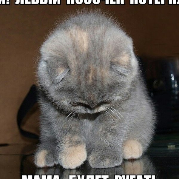 Котик прости
